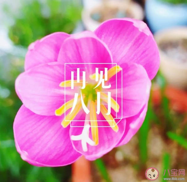 2020八月你好的唯美句子