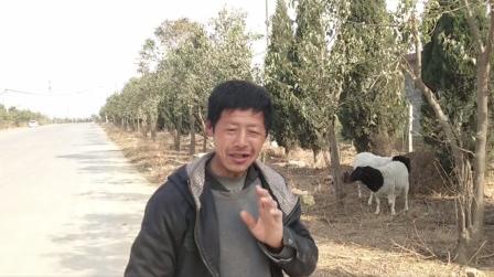 养羊挣钱吗?农村48岁大叔卖20多只绵羊挣了多少钱?听完你信吗?