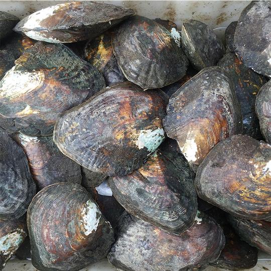 卓伟珍珠珍珠河蚌风景蚌现场加工自主创业不分外观大小1