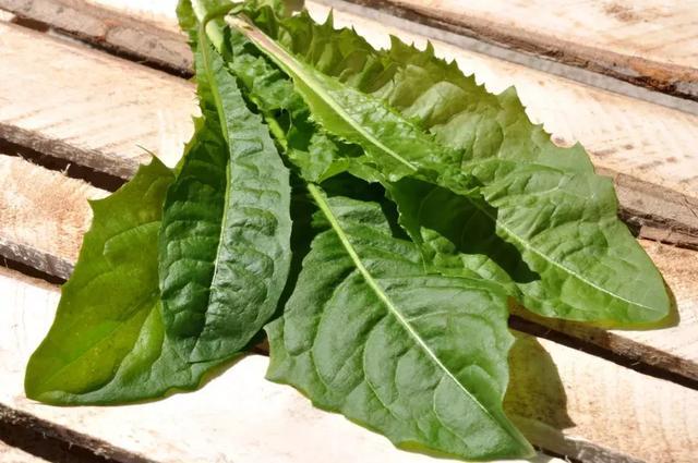 新鲜蒲公英的吃法大全