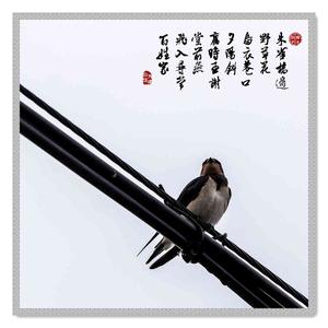 唐代诗人刘禹锡创作的七言绝句