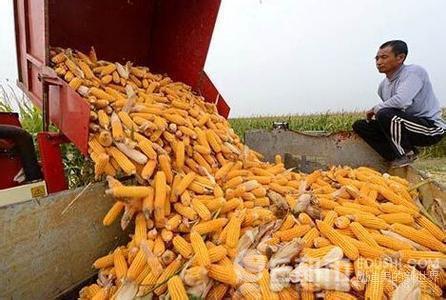 无证收玉米被判刑农民无证无照收购玉米倒卖牟利赚钱