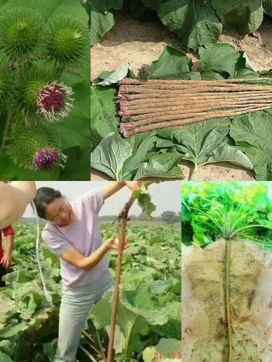 加入绿色呼吸牛蒡茶带你创业!