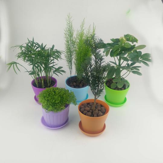 小型盆栽桌面绿植袖珍椰子幸福草金丝竹鸭脚木东北红豆杉包邮