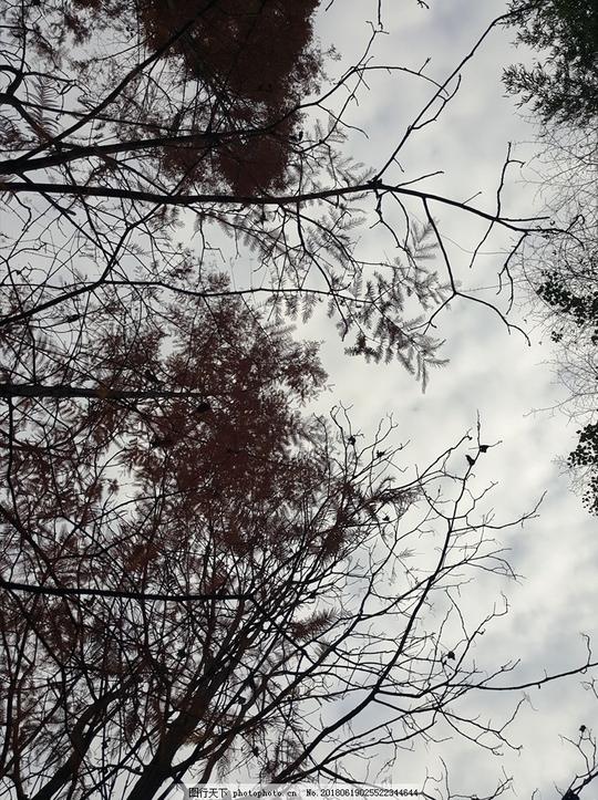 树枝树林绿植树木树叶摄影生活素材