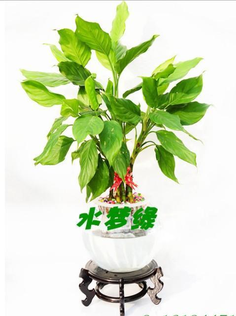 供应广东万年青