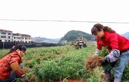 农民工扎堆返乡,一天300元也留不住人,农村很赚钱?