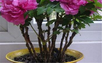 绿化牡丹花适合盆栽吗 牡丹盆栽能长多高 爱花号