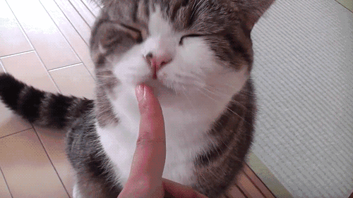 壁纸动物猫猫咪小猫桌面500_281gif动态图动图