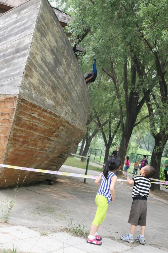孔雀跑到了方舟上面,是希望得到保护吧,来到这里才不会被追赶.