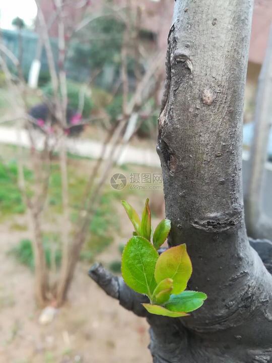 发芽