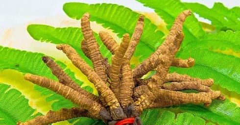 农村种植创业项目哪个最好做?神农虫草种植很不错