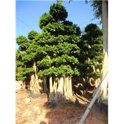 盆景盆栽树植物榕树600_800竖版竖屏