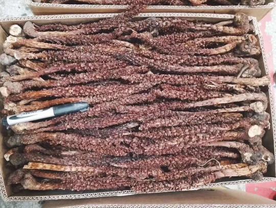 回春草野生不老草草苁蓉泡酒料煲汤料泡茶长白山不老草新货