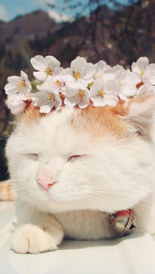 搞怪个性猫咪可爱动物大眼猫萌娃萌萌哒甜美系动物锁屏壁纸