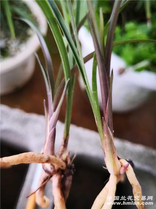 下山新品种,漂亮春兰,好红草