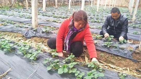 创新创业看高陵|职业农民畅大姐结缘酵素果蔬致富