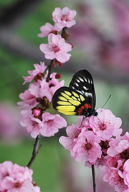 蝶恋花,蝶恋花答李淑一作品讲解?"