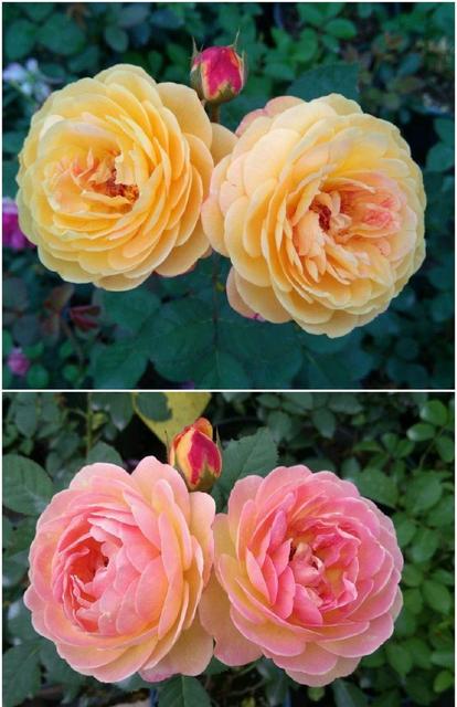 叶片小而密集的是玫瑰还是月季?