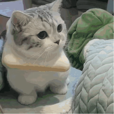 猫咪gif