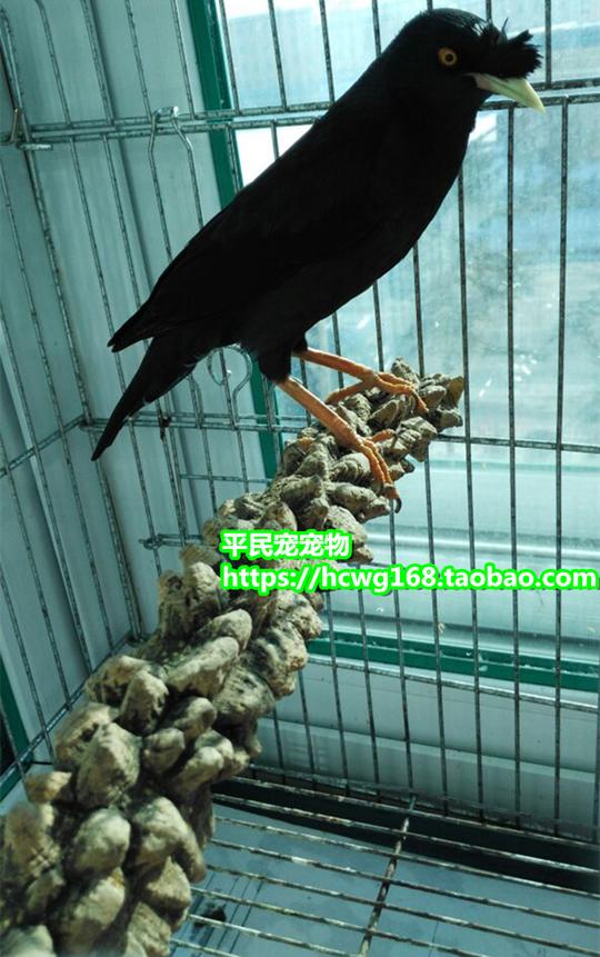 天然见血飞野生花椒木鹩哥八哥画眉鹦鹉鸟站棍站杆磨爪棍疙瘩栖杠