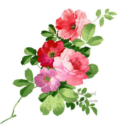 欧美手绘花png素材无背景复古花朵唯美手绘水彩玫瑰花朵素材y68m