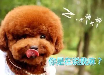 泰迪小色狗搞笑可爱萌萌哒gif