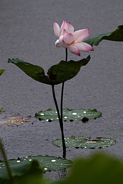 荷花雨荷_图片大全—全景创意图库（quanjing.com）中国领先的正版图片视频素材网站