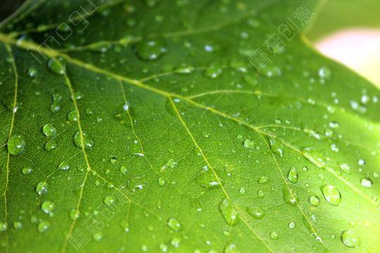 叶枫植物雨雨滴jpg格式可编辑图片素材免费下载_编号