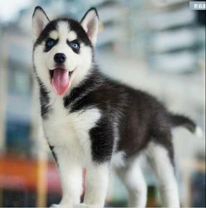 二哈狗宠物狗活幼体2哈幼犬巨型哈士奇幼犬纯种蓝眼梦幻色大型犬