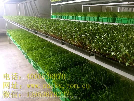 山东益康园--快速上市省心创业芽苗菜加盟