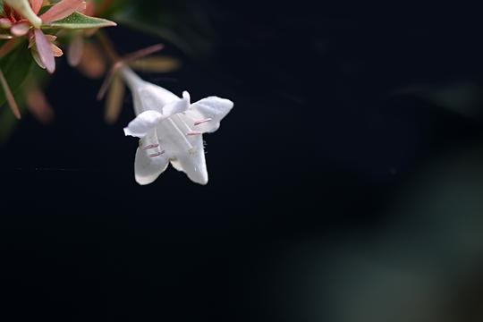 小白花糯米条拍摄练习