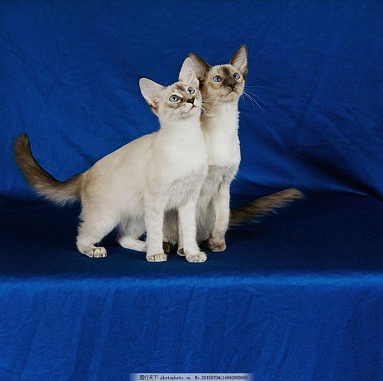 两只向上看的小猫动物宠物白色陆地动物生物世界图片素材