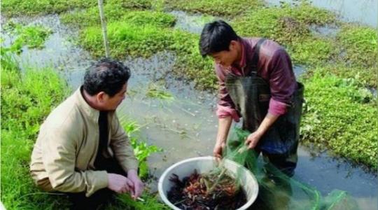 农村创业不是梦，有人靠这个“小项目”年赚40万，来看看吧!(三)
