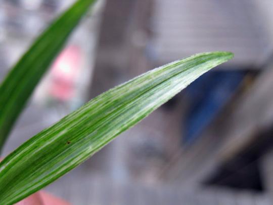 极品春兰水晶刷尾瓷白龙根小草