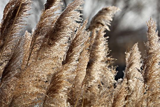 芦苇_花_图片大全—全景创意图库（quanjing.com）中国领先的正版图片视频素材网站
