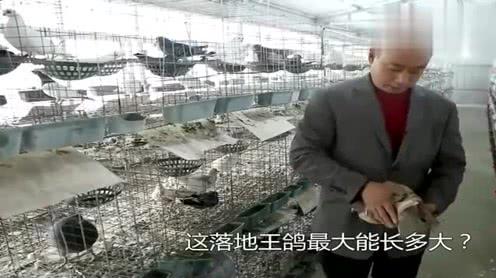 河南肉鸽15元一只，养鸽子能赚钱吗?农村大叔交出了实底