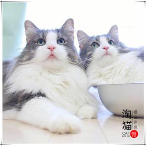 纯种西伯利亚缅因猫巨型布偶猫繁育赛级长毛宠物幼猫挪威森林猫咪