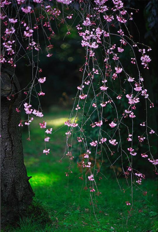 春有百花秋有月,夏有凉风冬有雪.若无闲事挂心头,便是人间好时节.