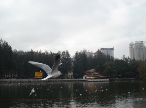 昆明翠湖观红嘴鸥