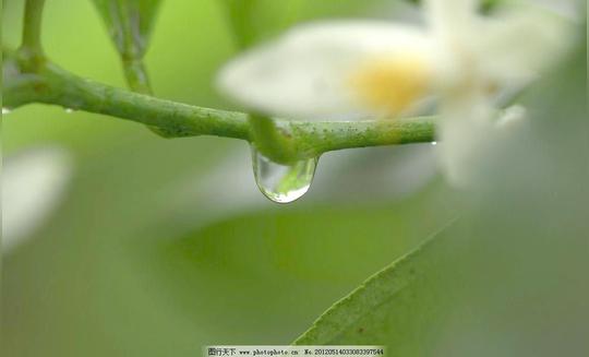 水滴水滴图片免费下载花草露珠摄影生物世界早晨水滴图片素材下载
