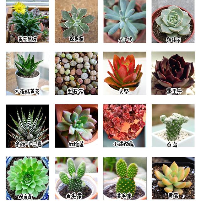 多肉名字一览表 头条搜索