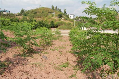 辣木神奇功效真实资料辣木籽骗局辣木子请问用于什么