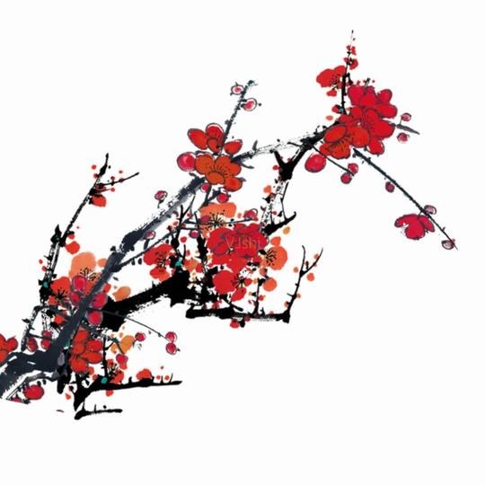 中国风红梅梅花腊梅带透明通道视频素材_1080x1080