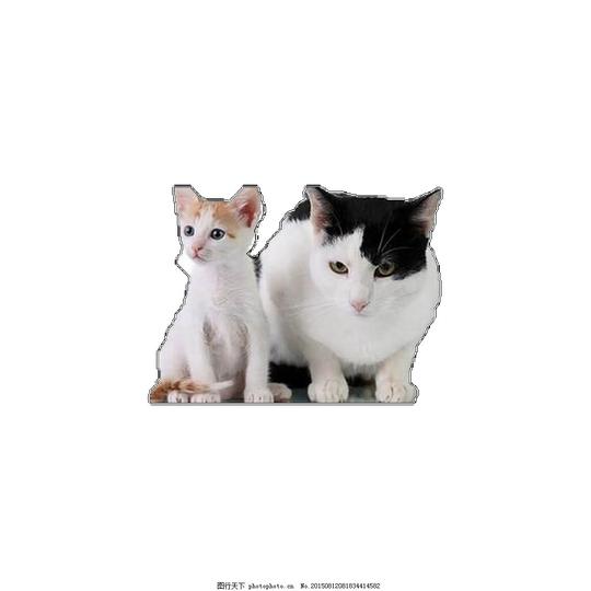 两只可爱的猫咪素材