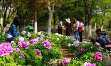 济南市哪里有牡丹花园景区