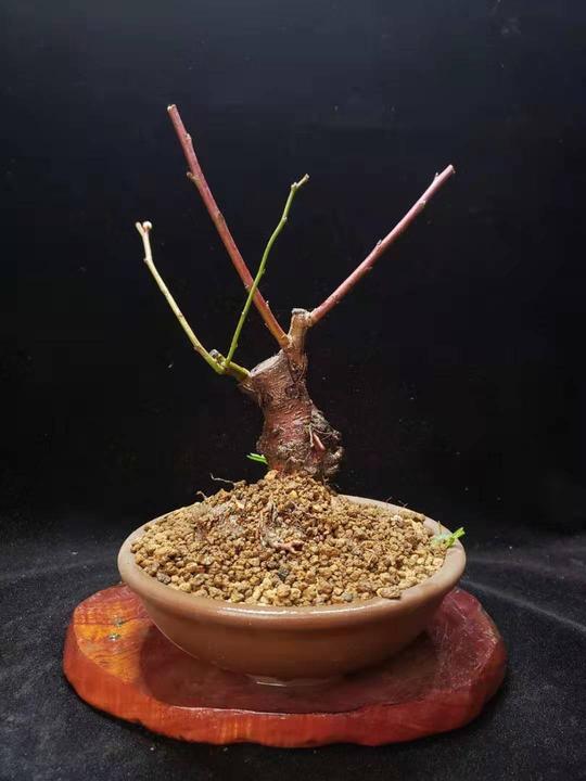 双色梅老桩带盆包邮到家！龙游梅跟丰厚梅一起嫁接的，满树花苞