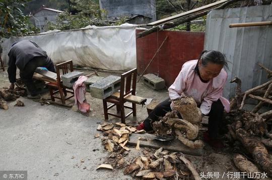 八旬老夫妻上山挖葛根,一年能卖2000元,不为赚钱只是干习惯了