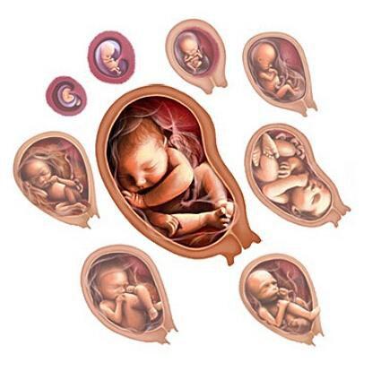 什么情况下会导致胚胎停育