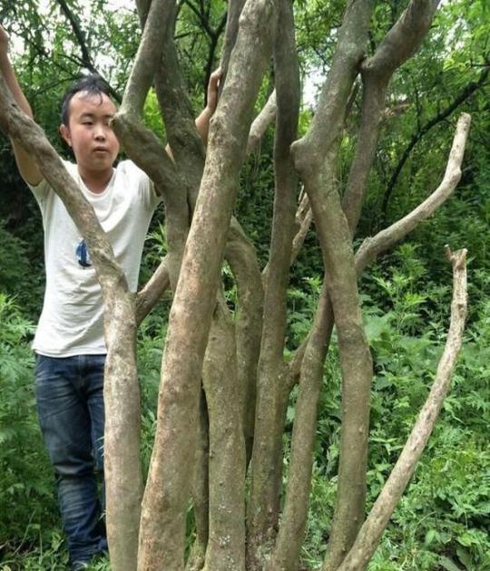 农村小哥靠挖树桩挣钱养家,月入过万,这样做究竟好不好?
